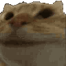 2CatNo animated Discord emote | Aeris