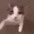catkiss