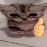 cat_thumbsup