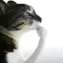 catthink