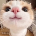 A cat with a distorted, wide-angle face looking directly into the camera lens.