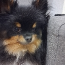 A black and tan Pomeranian dog looking directly at the camera with a serious and judgmental expression.