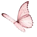 0001_pink_butterfly