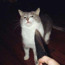 knifecat Discord Emoji - ᗩOT ᖇᑌᗰᗷᒪIᑎG