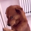 DogMst7y Discord Emoji | Loni's World