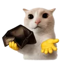 poorcatnomoney