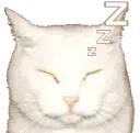 catNapping