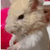 A hamster slowly narrows its eyes in a suspicious, judgmental expression.
