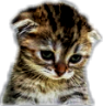 A close-up of a brown tabby kitten with large, sad, watery eyes looking down.