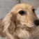 DogMeme1