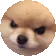 DogMeme2