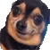 DogMeme3