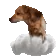DogMeme4