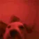 DogMeme12