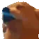 DogMeme14