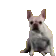 DogMeme17