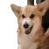 DogMeme20