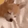 DogMeme84