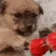 DogMeme85