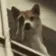 DogMeme86