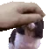 DogMeme89