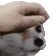 DogMeme91