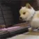 DogMeme94