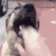 DogMeme95