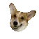 DogMeme21