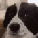DogMeme23