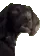 DogMeme25