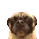DogMeme27
