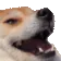 DogMeme29