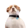 DogMeme33