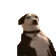 DogMeme35