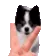 DogMeme38
