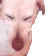 DogMeme40