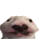 DogMeme41