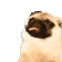DogMeme42