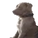 DogMeme43