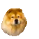 DogMeme44