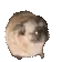 DogMeme47