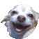 DogMeme48