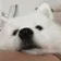 DogMeme52