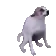 DogMeme56