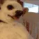 DogMeme57