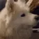 DogMeme61
