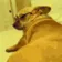 DogMeme66