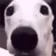 DogMeme68