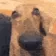 DogMeme75